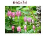 小学美术人美版 四年级下册 6巧用对称形 1 课件
