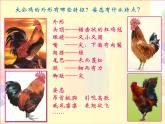 小學(xué)美術(shù)人美版 四年級(jí)下冊(cè) 14艷麗的大公雞 2 課件