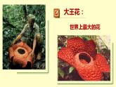 小學(xué)美術(shù)人美版 四年級(jí)下冊(cè) 1植物寫生 課件