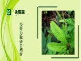 小學(xué)美術(shù)人美版 四年級(jí)下冊(cè) 1植物寫生 課件