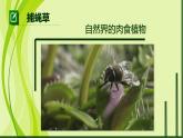 小學(xué)美術(shù)人美版 四年級(jí)下冊(cè) 1植物寫生 課件