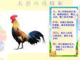 小學(xué)美術(shù)人美版 四年級(jí)下冊(cè) 14艷麗的大公雞 1 課件