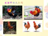 小學(xué)美術(shù)人美版 四年級(jí)下冊(cè) 14艷麗的大公雞 1 課件