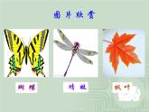 小學美術人教版四年級下冊第9課對稱的美 課件