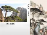 小學(xué)美術(shù)人教版五年級下冊第11課學(xué)畫松樹 1 課件