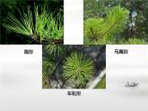 小學(xué)美術(shù)人教版五年級下冊第11課學(xué)畫松樹 1 課件