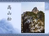 小學(xué)美術(shù)人教版五年級下冊第11課學(xué)畫松樹 2 課件