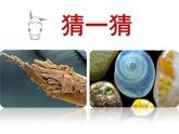 小學(xué)美術(shù)人教版五年級(jí)下冊(cè)第14課微觀世界 3 課件