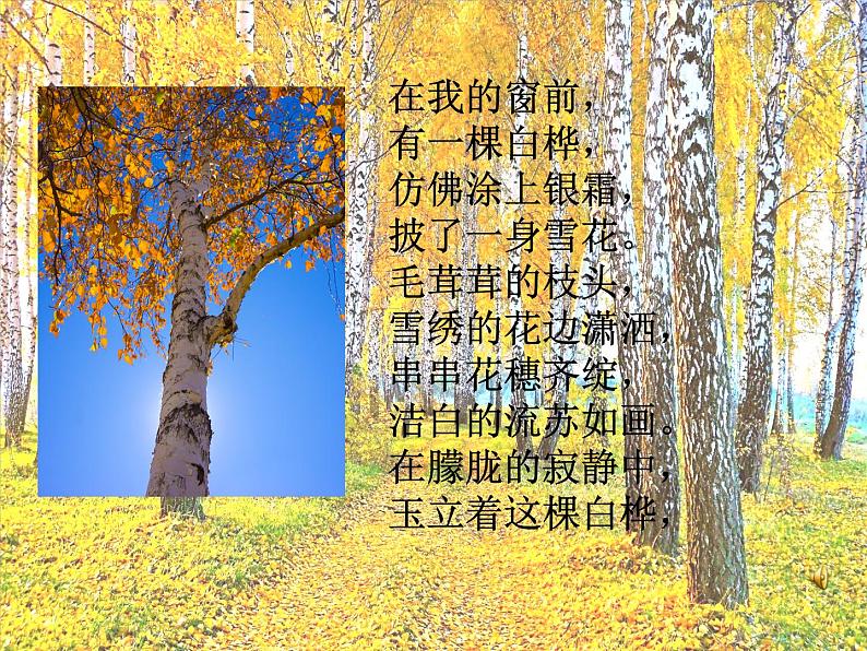 小学美术浙人美版五年级下册 11植物写生 课件02