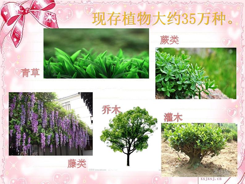 小学美术浙人美版五年级下册 11植物写生 课件04