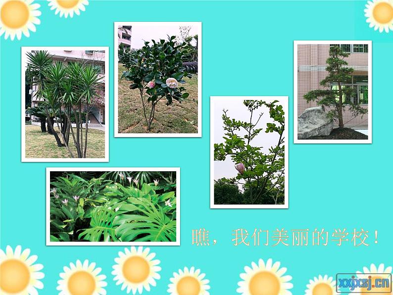 小学美术浙人美版五年级下册 11植物写生 课件05