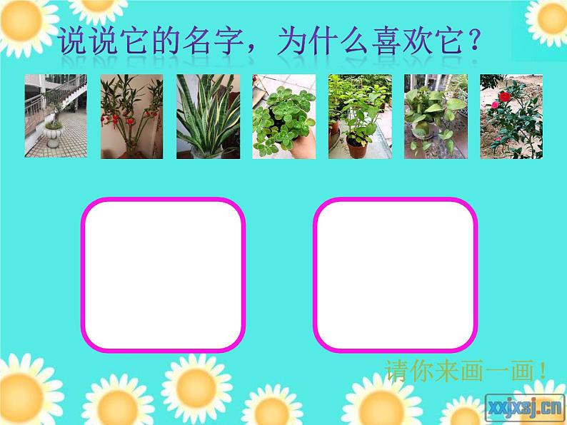 小学美术浙人美版五年级下册 11植物写生 课件06