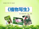 小学美术浙人美版五年级下册 11植物写生 1 课件