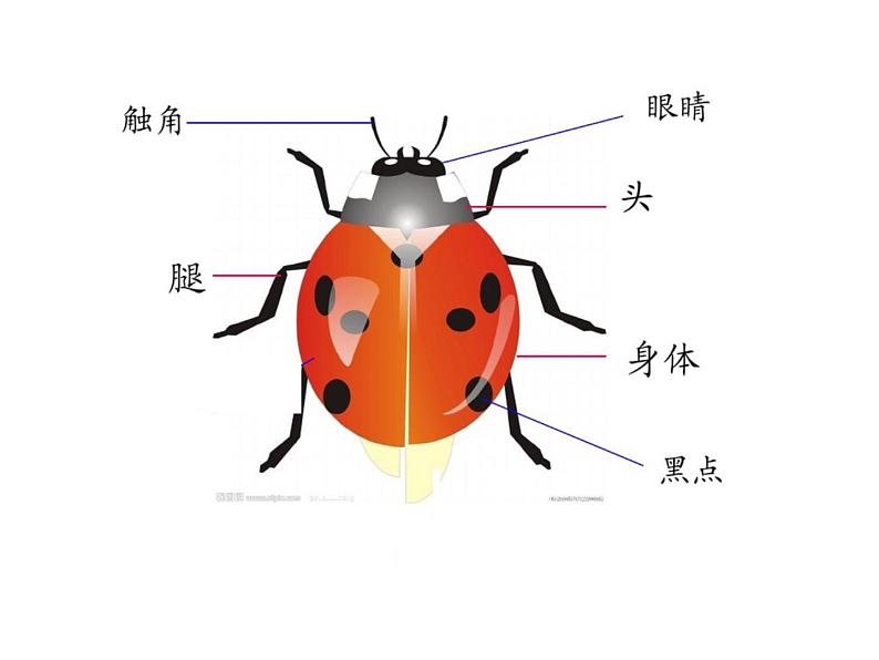 二年级下册美术课件-第6课 七星瓢虫衣裳美｜辽海版  (2)第7页