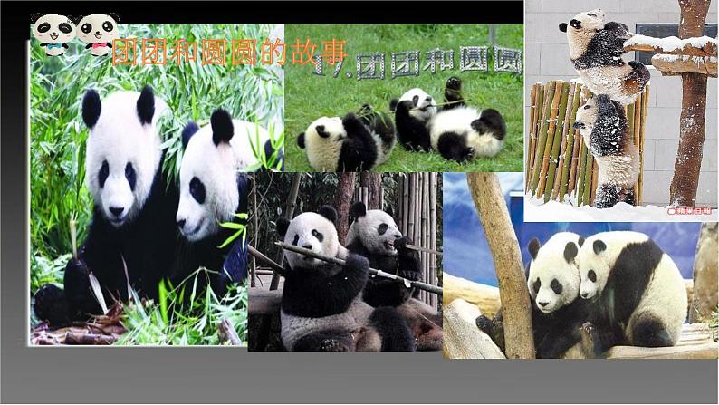 二年级下册美术课件-第22课 熊猫的家｜辽海版 18页第6页