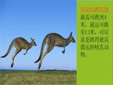 湘美版美術(shù)一年級下冊 8. 袋鼠媽媽的口袋（課件）