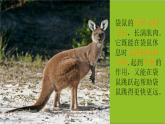 湘美版美術(shù)一年級下冊 8. 袋鼠媽媽的口袋（課件）