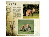 湘美版美術(shù)一年級下冊 8. 袋鼠媽媽的口袋(1)（課件）