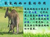 湘美版美術(shù)一年級下冊 8. 袋鼠媽媽的口袋(5)（課件）