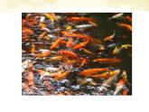 四年級(jí)美術(shù)下冊(cè) 用彩墨畫(huà)魚(yú)3課件 人美版