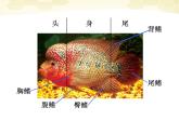 四年級(jí)美術(shù)下冊(cè) 用彩墨畫(huà)魚(yú)3課件 人美版