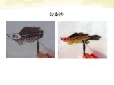 四年級(jí)美術(shù)下冊(cè) 用彩墨畫(huà)魚(yú)3課件 人美版