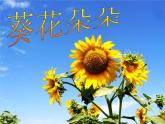 赣美版六下  10.葵花朵朵 课件