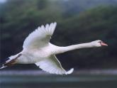 7美麗的鳥 課件