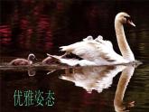 7美麗的鳥 課件