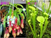 6 植物寫生 課件