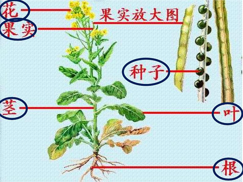 11太空里的植物 课件第2页