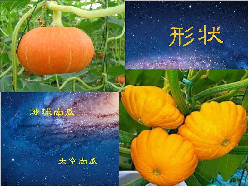 11太空里的植物 课件第3页