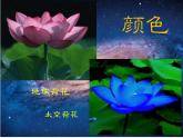 11太空里的植物 課件