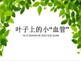 8葉子上的小“血管” 課件