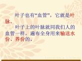 8葉子上的小“血管” 課件