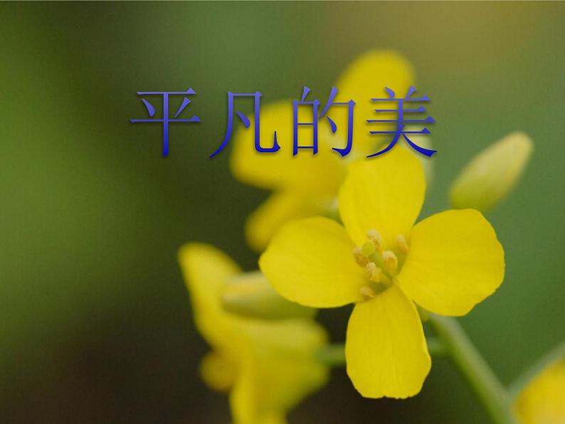 12平凡的美 课件第1页