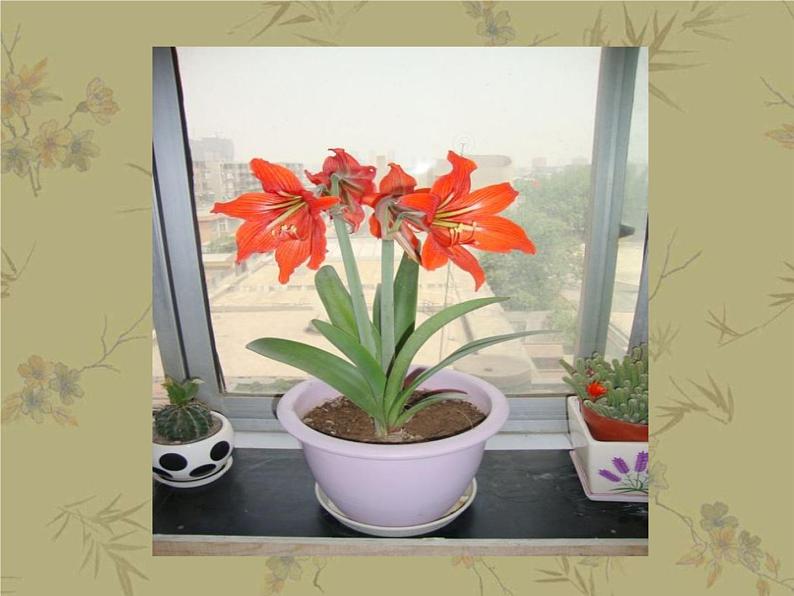 12平凡的美 课件第2页