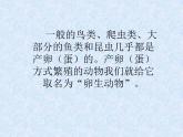 3出殼了 課件