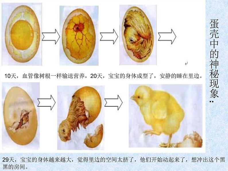 3出壳了 课件08