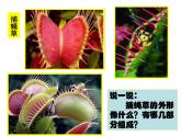2吃蟲(chóng)草 課件