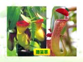 2吃蟲(chóng)草 課件