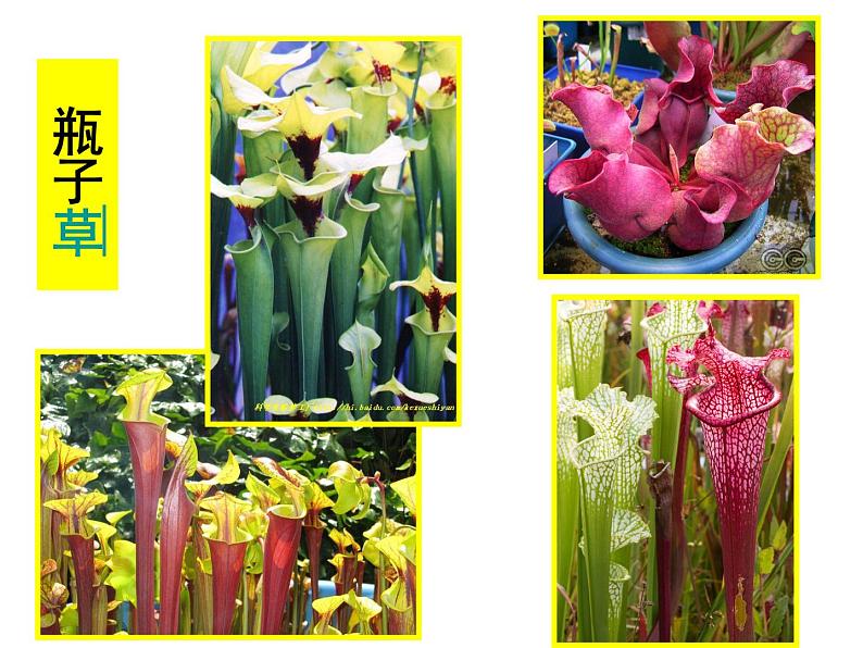 2吃虫草 课件08