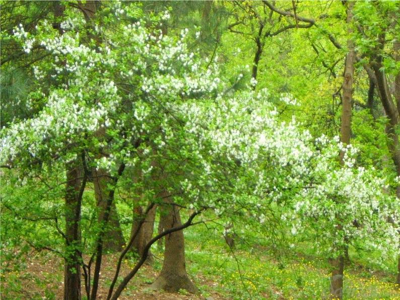 12绿色和紫色的画 课件第6页