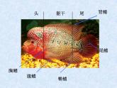 9用彩墨畫(huà)魚(yú) 課件