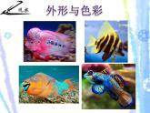9用彩墨畫(huà)魚(yú) 課件