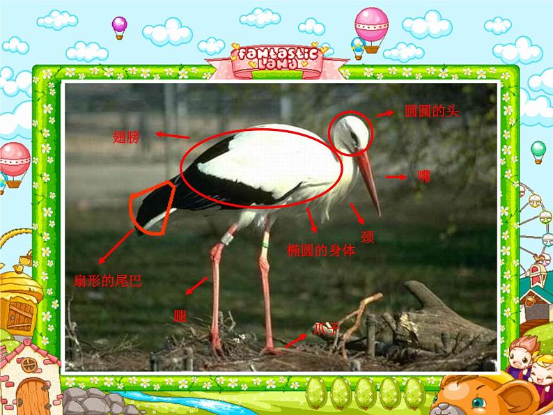 四年级下册美术课件－6鸟和家禽  ｜苏少版04