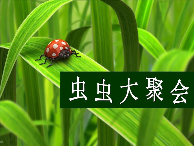 四年级下册美术课件－17《虫虫大聚会》 ｜浙美版第3页