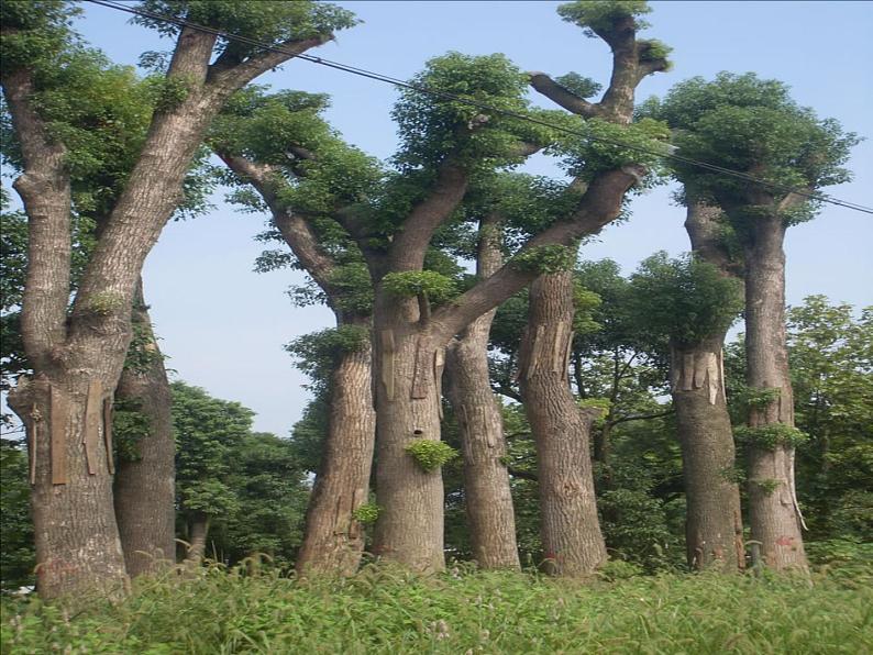 四年级下册美术课件－7《生长的植物》  ｜浙美版第4页