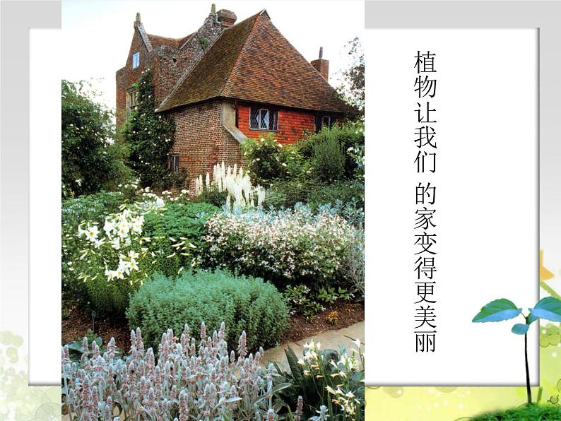 四年级下册美术课件－7《生长的植物》  ｜浙美版第1页