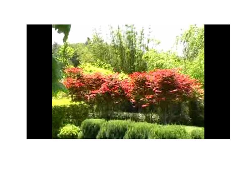 四年级下册美术课件－7《生长的植物》  ｜浙美版第3页